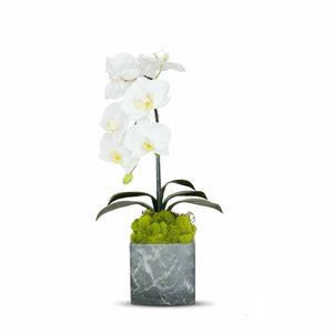 Orchid In Moss Marble Box