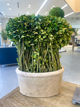 Load image into Gallery viewer, Medium Evergreen Shrub Box Planter
