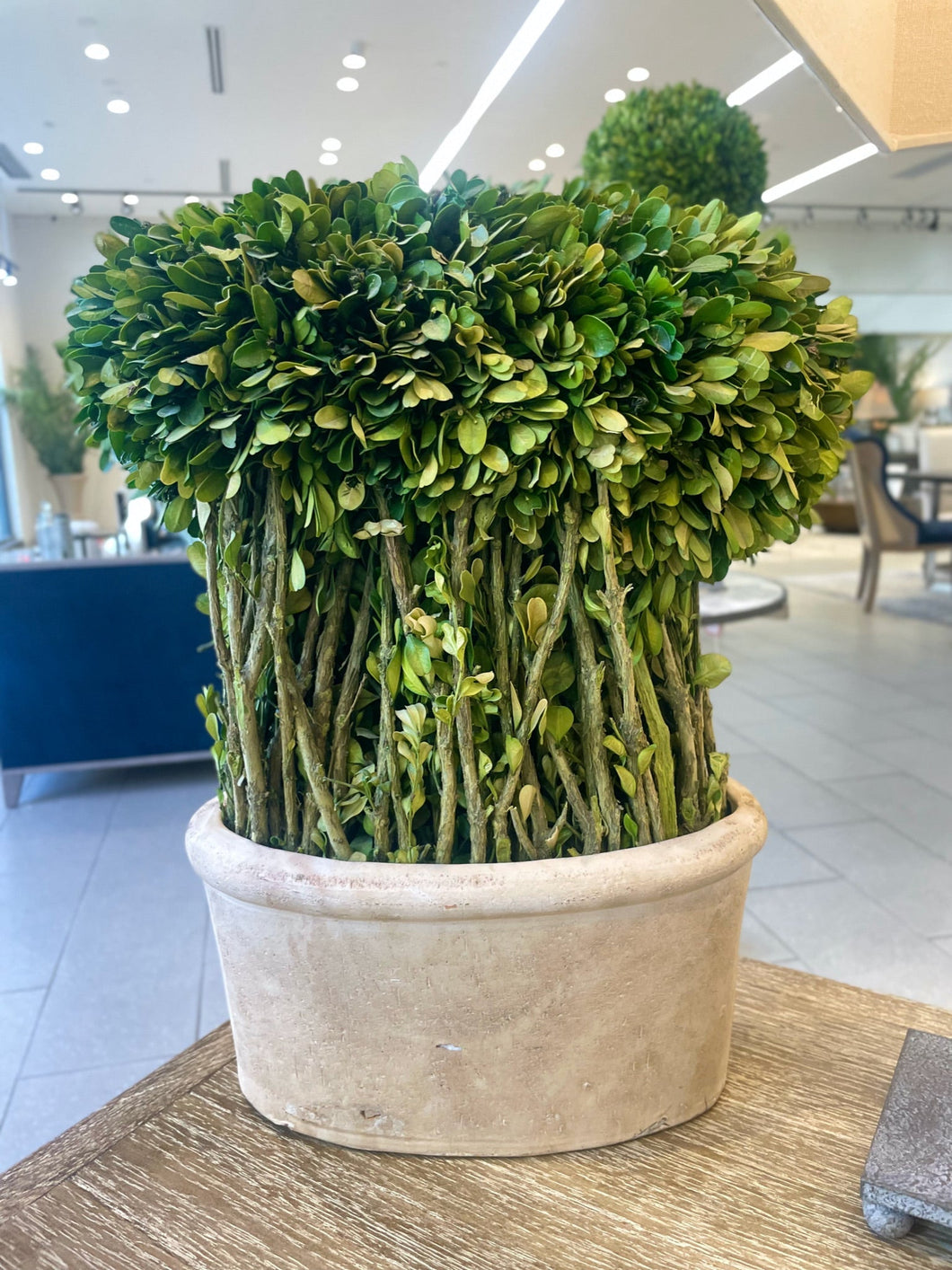 Medium Evergreen Shrub Box Planter